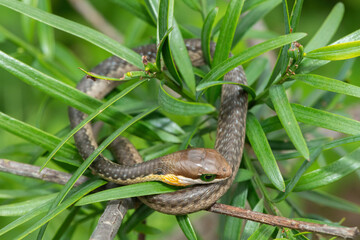 A beautiful juvenile boomslang (Dispholidus typus), also known as a tree snake or African tree snake, in the branches of an indigenous yellowwood tree