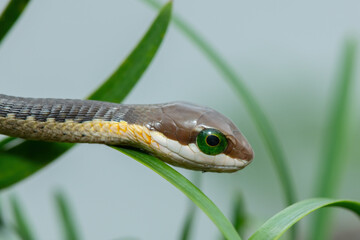 Close-up of the head of a juvenile boomslang (Dispholidus typus), also known as a tree snake or African tree snake, whilst in the branches of an indigenous yellowwood tree