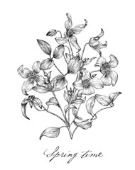 Vintage bouquet of clematis flowers. Botanical illustration. Vector design element. Hand drawn Black and white engraving sketch 