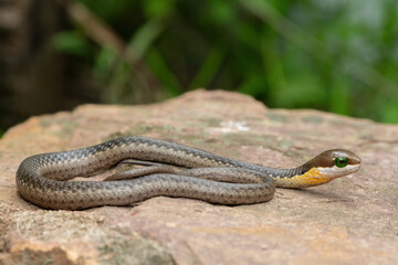 Close-up of a highly venomous boomslang (Dispholidus typus), also known as a tree snake or African tree snake, sitting on a warm rock