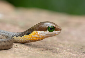 The beautiful eyes of a highly venomous juvenile boomslang (Dispholidus typus), also known as a tree snake or African tree snake