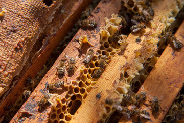 Open hive showing the bees swarming on a honeycomb..