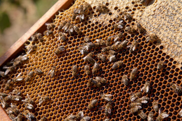 Working bees on the brown honeycomb with sweet honey..