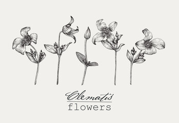 Vintage Flowers clematis set Hand drawn engraving sketch vector botanical illustration black on beige. Graphics element. Background for design. Blooming twigs