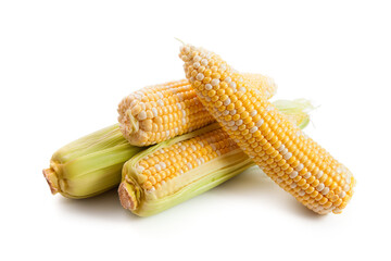 Several ears of sweet corn isolated on a white background. .