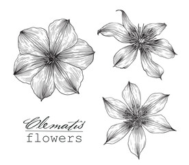 Vintage set Flowers clematis. Hand drawn engraving sketch. Vector botanical illustration black and white graphics elements for design logo branding