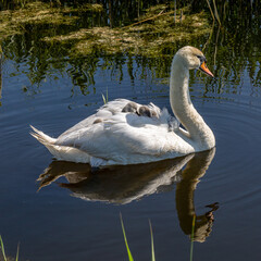 Cygnets riding on their mothers back in a stream in Sussex, on a sunny spring day
