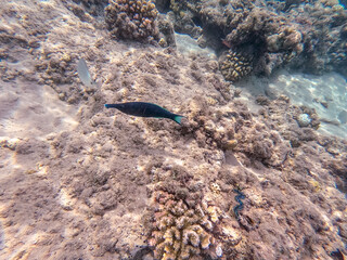 Birdmouth wrasse (Gomphosus Caeruleus) at coral reef..