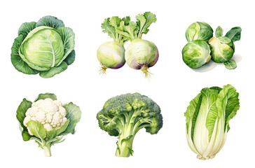 Watercolor set of assorted cabbages isolated on white background.