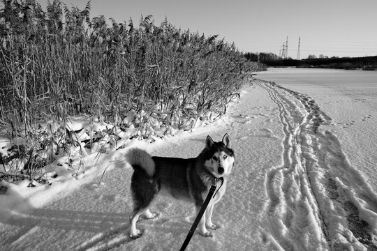 Siberian husky dog sitting on snow covered frozen river ice. Black and white photo.