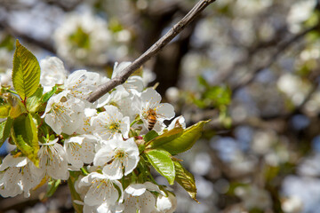Close up view of working honeybee on white flower of sweet cherry tree. Collecting pollen and nectar to make sweet honey.
