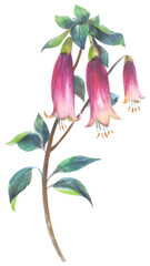 Canberra Bells Watercolor hand drawing painted illustration.