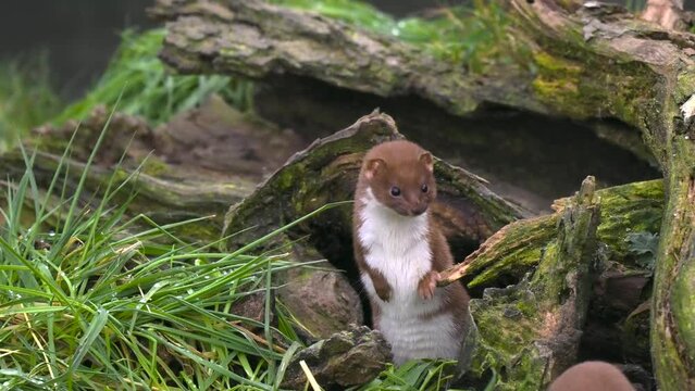 Juvenile Weasels Looking Out
