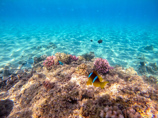 Fototapeta na wymiar Clown fish or amphiprion bicinctus (Amphiprion Inae)at coral reef..