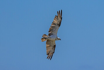 Eastern Osprey in flight in natural native environment