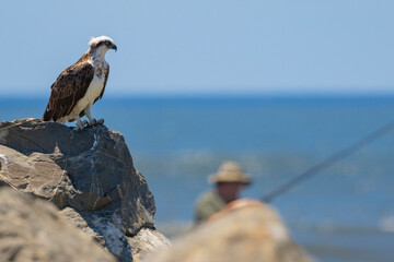 Close up of an Eastern Osprey perched on a rock in natural native environment