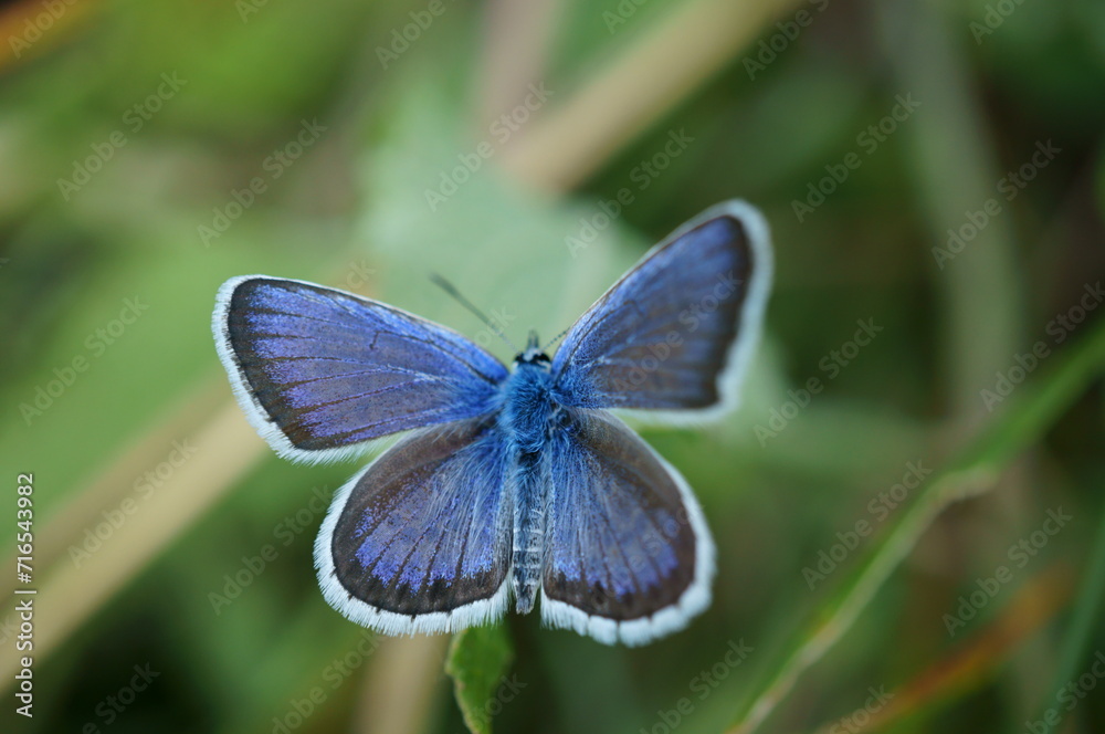 Poster Beautiful blue butterfly on a flower. Golubyanka. Beauty is in nature.