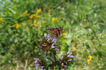 Beautiful butterfly burdock on a flower. Insects in nature.