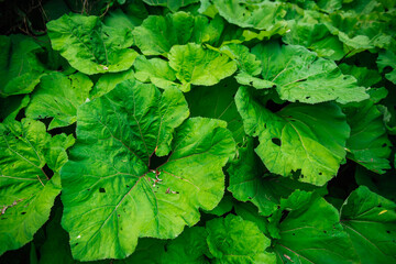 Exotic succulent burdock leaves. A cluster of butterbur plants with heart-shaped or kidney-shaped...