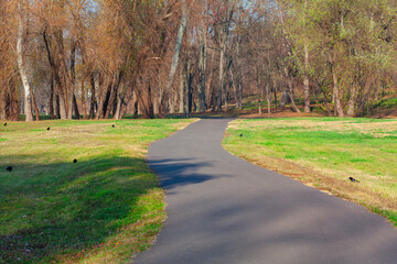 Road in the park with trees and grass in the early spring