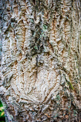 A close-up shot of the trunk and bark of a cork tree. Cork bark texture, natural natural wood background