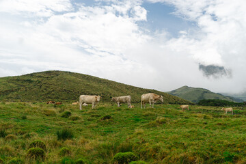 cows on a green pasture on the island of Pico, Azores