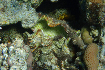 Fototapeta na wymiar Giant Clam from the Red Sea