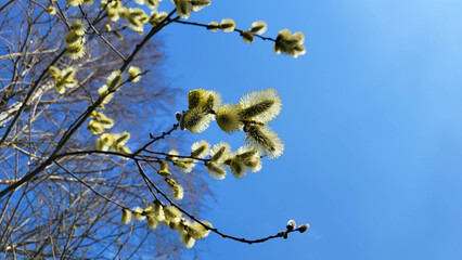 Blooming yellow fluffy willow on a blue sky background