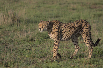 side view of cheetah with eyes closed enjoying the morning sunshine as it walks in the wild plains of serengeti national park, tanzania