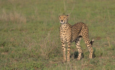 single adult cheetah standing alert and looking for prey in the wild savannah serengeti national park, tanzania