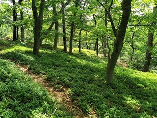 Venusiny misky nice czech scenery