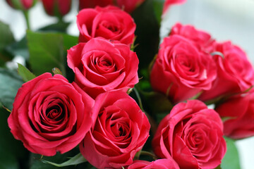 Soft Focus Pink Roses