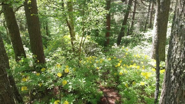 Caucasus, North Ossetia. Tsey Gorge. Summer mountain forest.