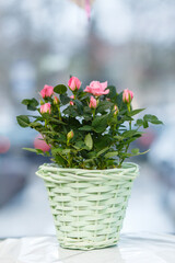 Pink decorative roses in green wicker basket.