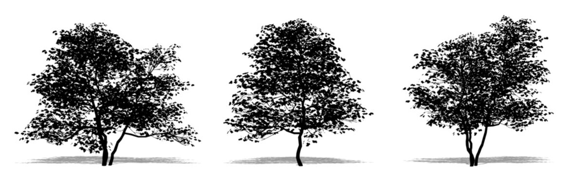Set or collection of Flowering Dogwood trees as a black silhouette on white background. Concept or conceptual vector for nature, planet, ecology and conservation, strength, endurance and  beauty
