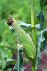 Sweetcorn cob on plant with silks in close up