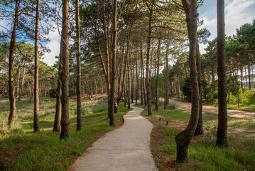 Trail in a beautiful pine forest