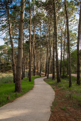 Fototapeta na wymiar Trail in a beautiful pine forest