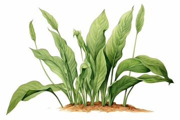 Illustration of a plantain herbaceous plant. Generative AI - obrazy, fototapety, plakaty
