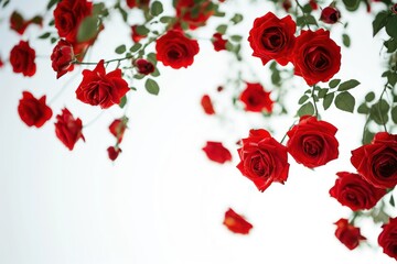 Red rose with wide angle lens, white background