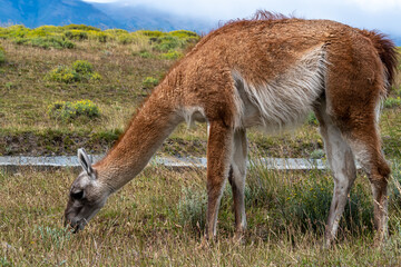 Naklejka na ściany i meble Guanaco in the Torres del Paine National Park. Patagonia, Chile