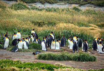 Colony of King penguins of ocean coastline in Chile