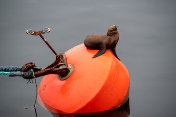 Seal in harbour in Puerto Montt, Chile