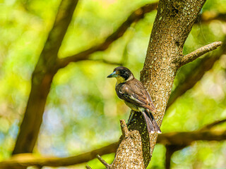 Butcher Bird On Trunk 