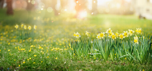 Springtime nature background with  green grass field with yellow blooming daffodils and sunshine bokeh - 716567102