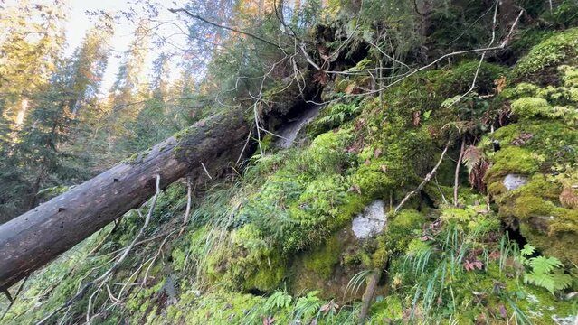 windbreak in a wild Carpathian forest in Ukraine, a strong wind has knocked down trees on a high ridge, making it completely impossible for tourists to pass