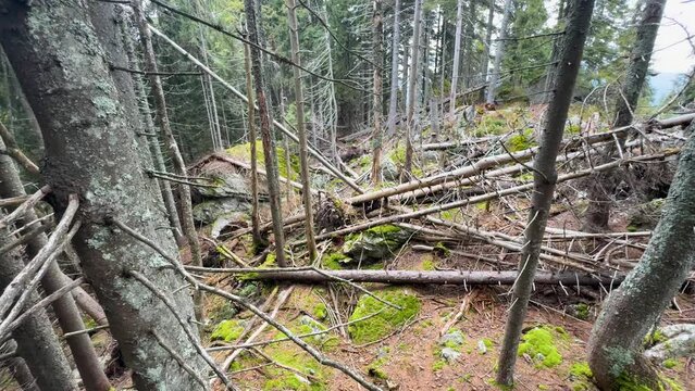 windbreak in a wild Carpathian forest in Ukraine, a strong wind has knocked down trees on a high ridge, making it completely impossible for tourists to pass