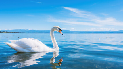Fototapeta premium swan on blue water