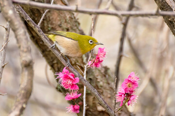Japanese White-eye on Plum Blossom Tree	