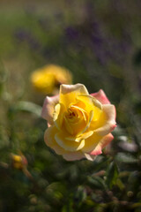 yellow rose in the garden - soft focus - blurred background
